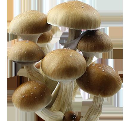 Esporas de Psilocybe Cubensis Hollandia Imprimir